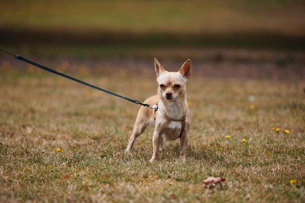 Mastering Digital Transformation in UK Healthcare: An Essential Strategy Blueprint for Success